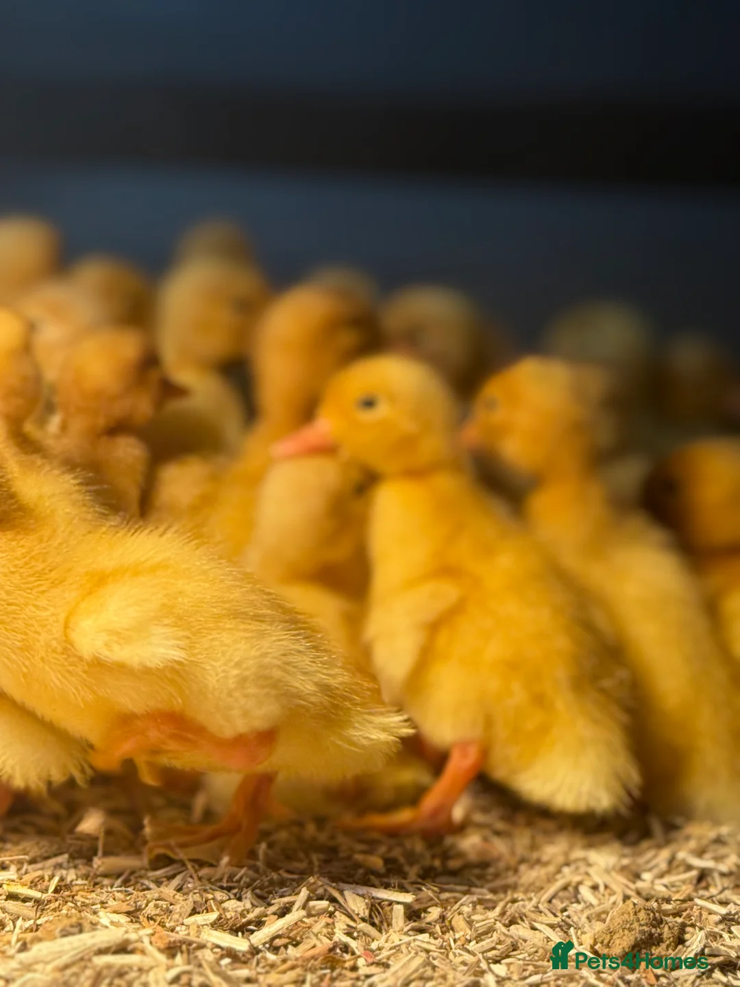 Ducks poultry for sale: Ducklings - White Female Layer Ducks - Advert 3