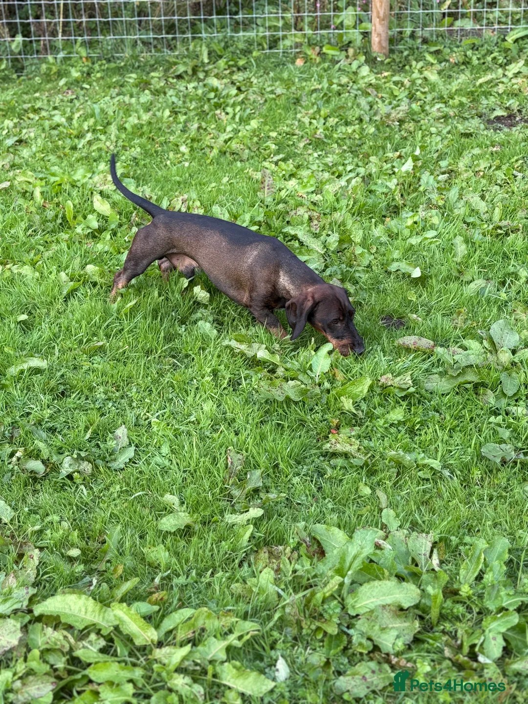 Dachshund dogs for stud: Dachshund standard (Teckle)  - Advert 2