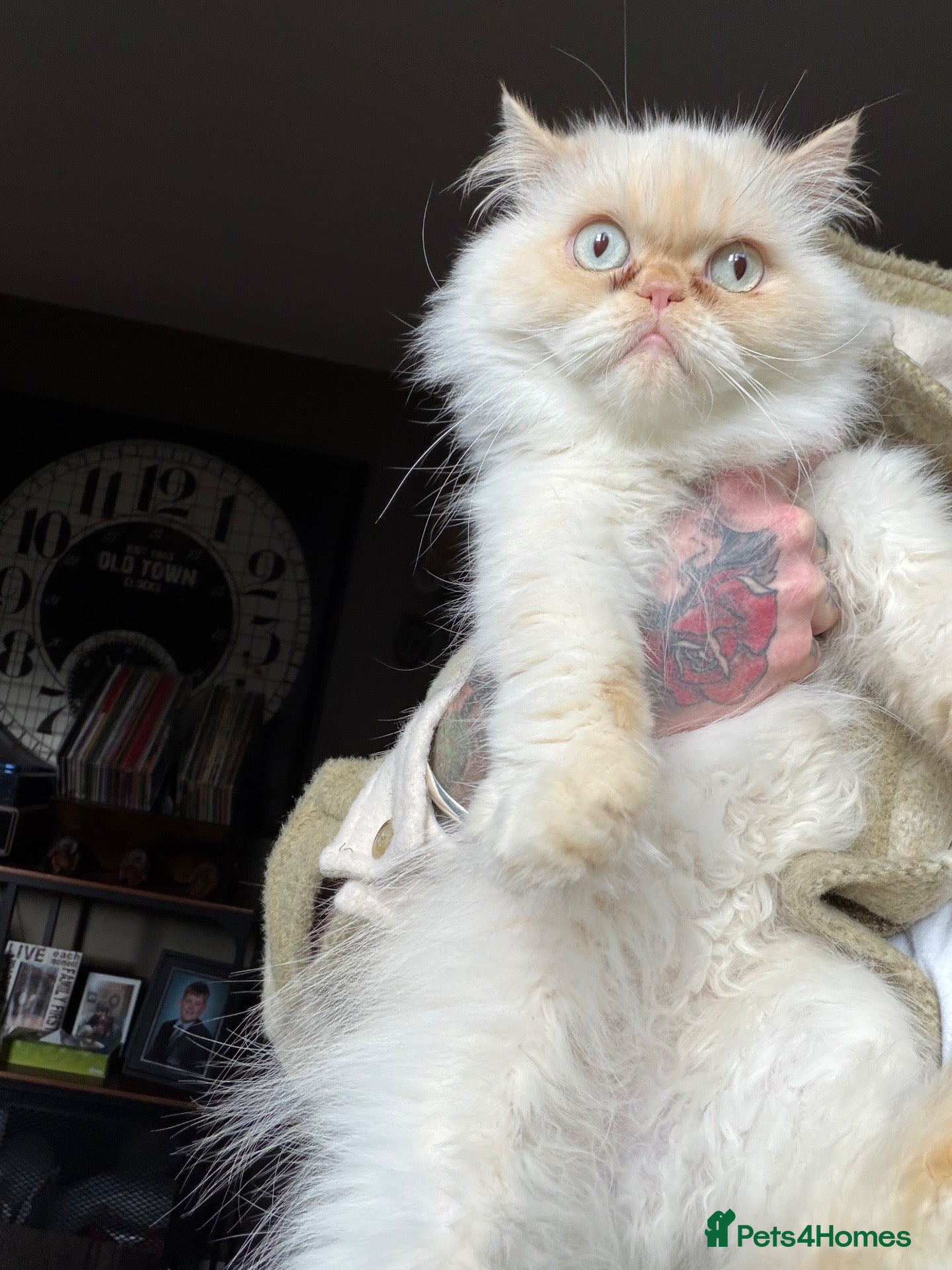 Persian cats Persian girls just over 2 years old  - Advert 13