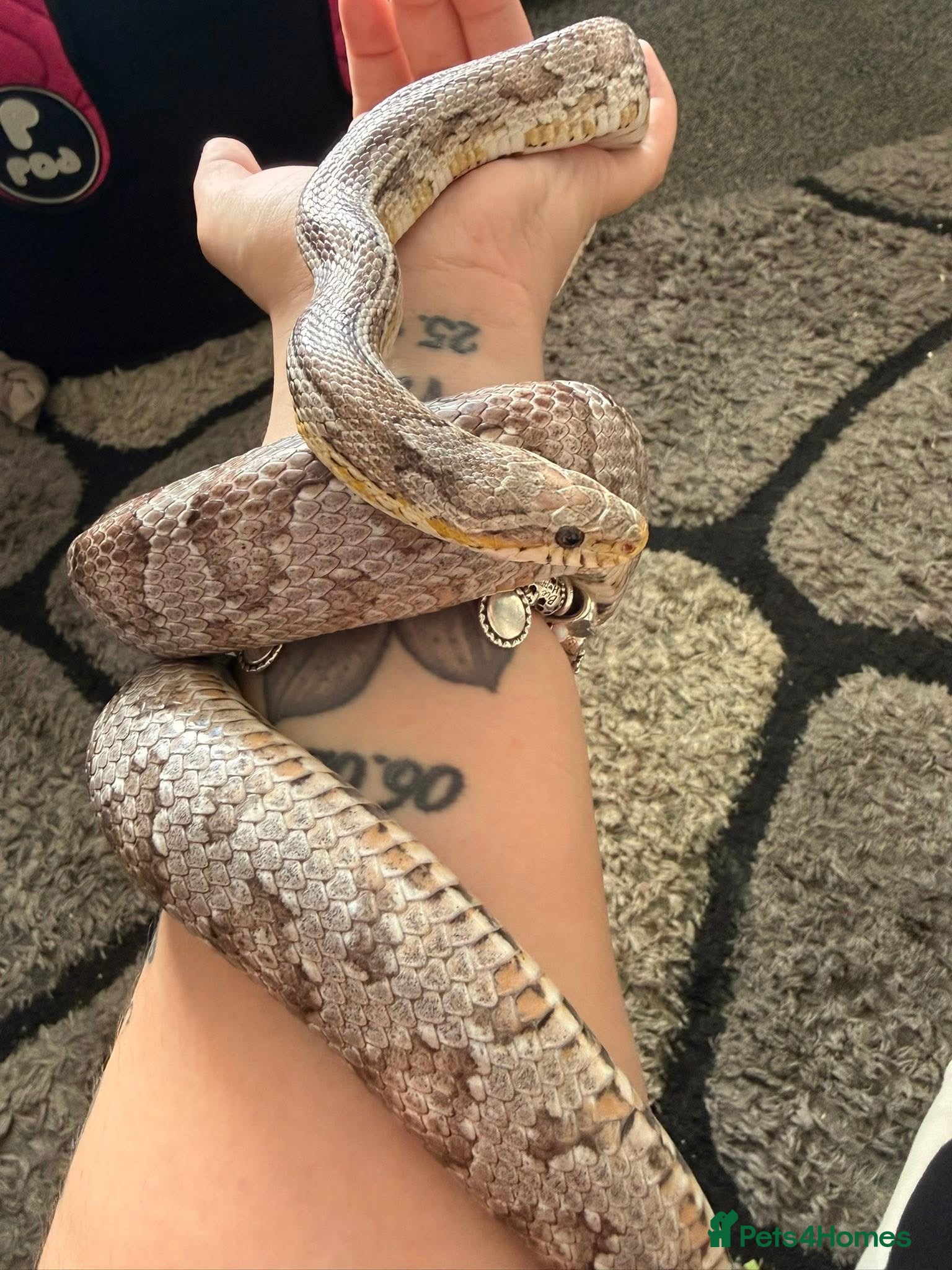 Corn Snake reptiles Corn snake  - Advert 2