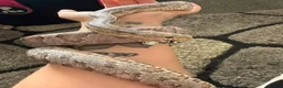 Corn Snake reptiles for sale: Corn snake  - Advert 1