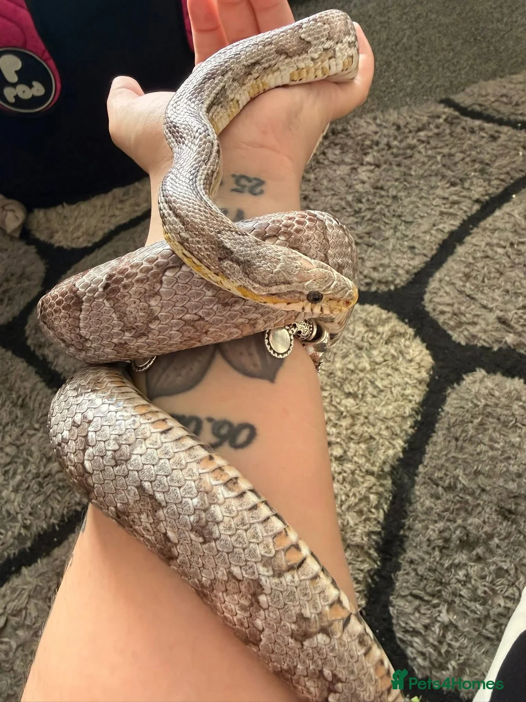 Corn Snake reptiles for sale: Corn snake  - Advert 1