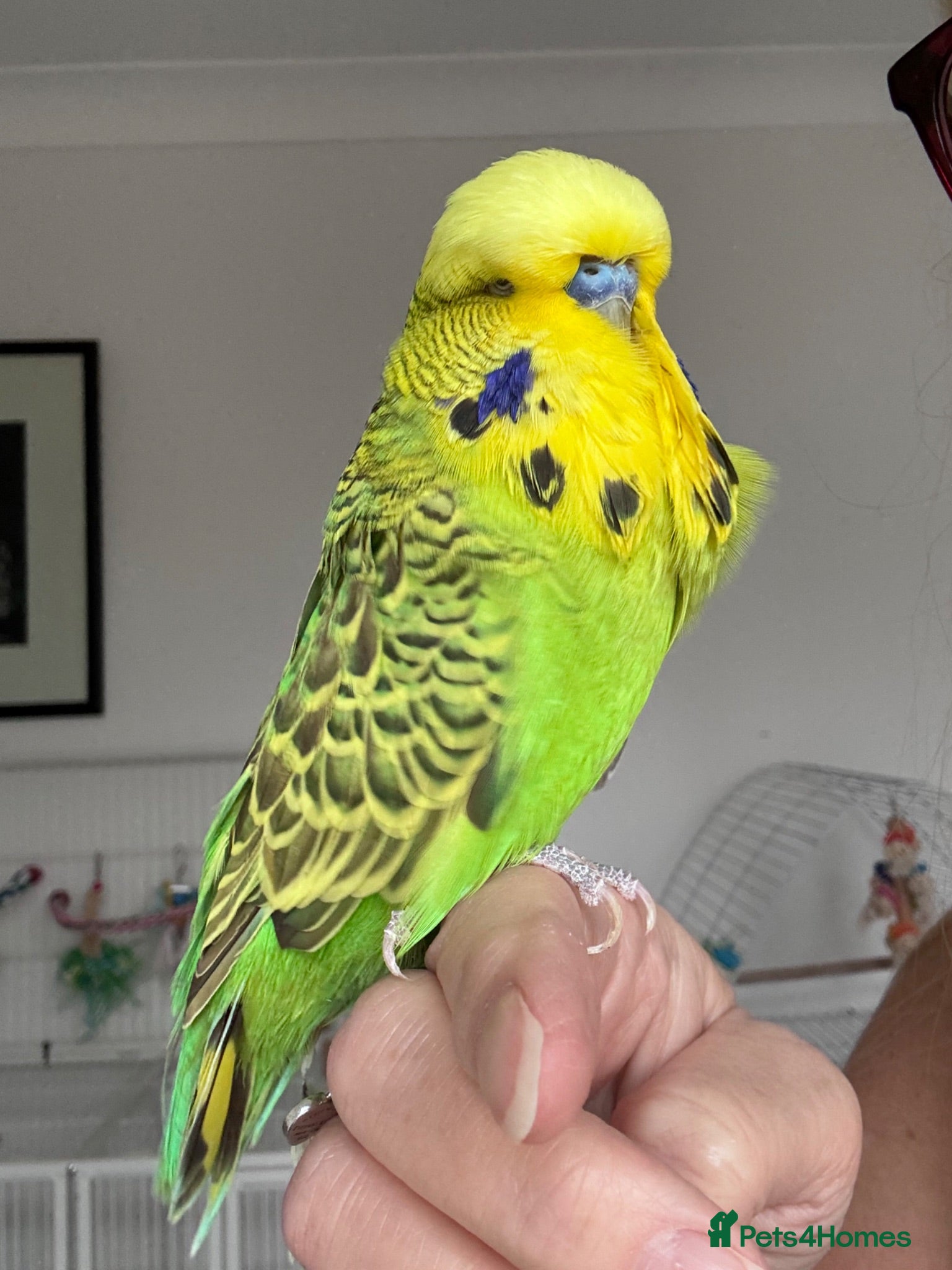 Budgerigars birds Super Tame Male Exhibition Budgie - Advert 1