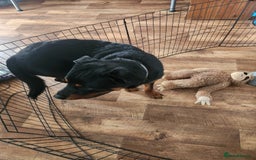Rottweiler dogs for sale: 8 month old Rottweiler  - Image 11