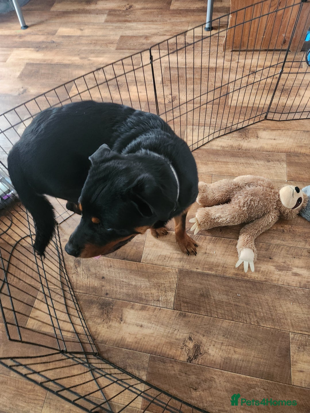 Rottweiler dogs for sale: 8 month old Rottweiler  - Image 11