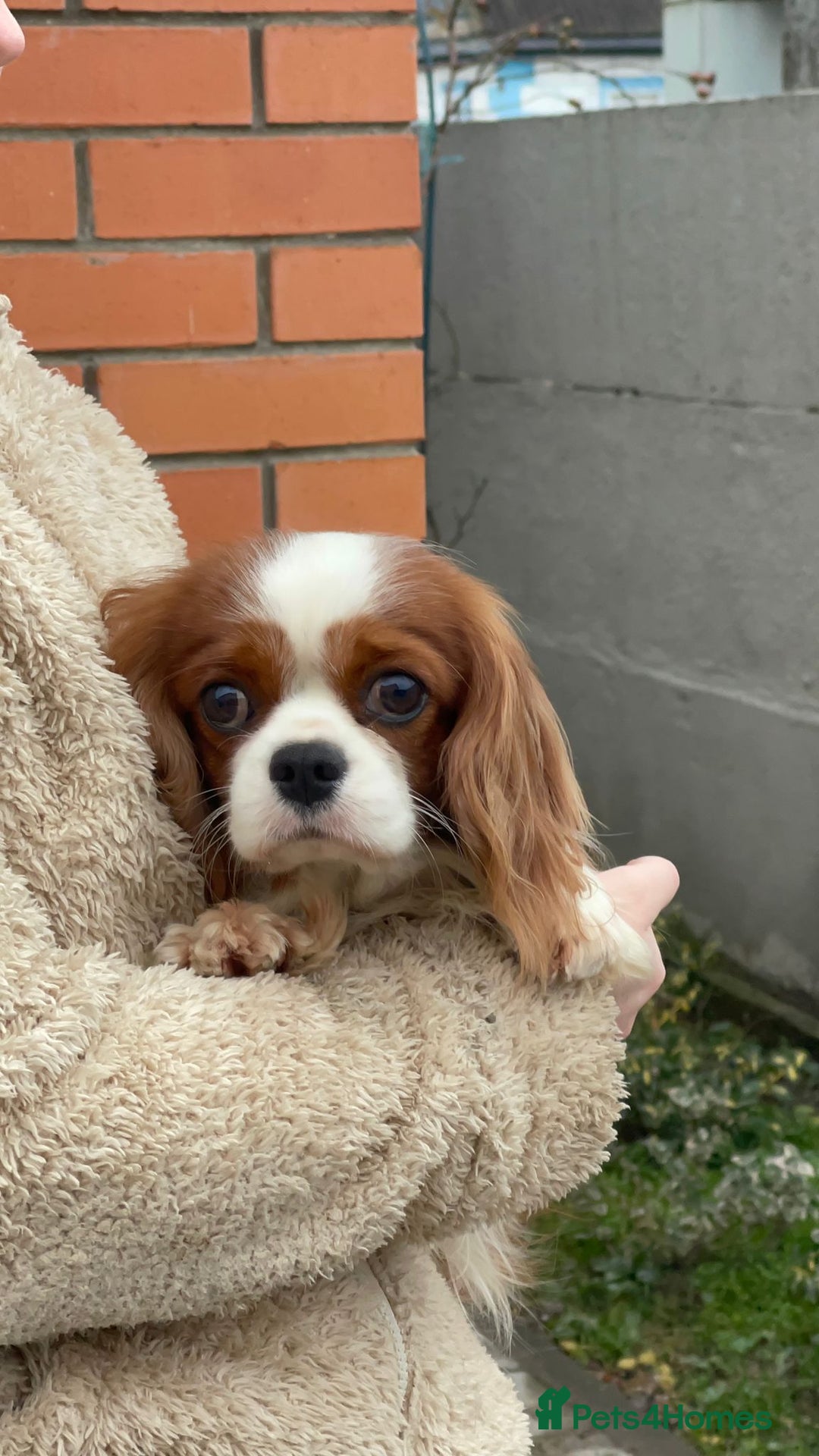 Cavalier King Charles Spaniel dogs for adoption: CHARLIE – Cavalier King Charles Spaniel (Male) - Advert 1