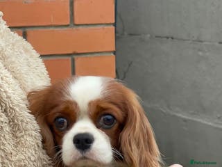 Cavalier King Charles Spaniel dogs CHARLIE – Cavalier King Charles Spaniel (Male) - Advert 10
