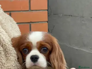 Cavalier King Charles Spaniel dogs CHARLIE – Cavalier King Charles Spaniel (Male) - Advert 2