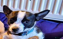 Chihuahua dogs for sale: Tilly & Harley - Image 2