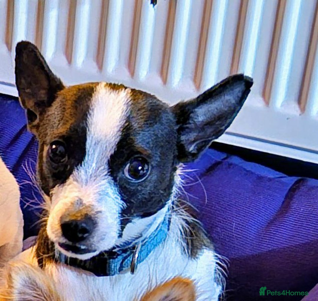 Chihuahua dogs for sale: Tilly & Harley - Image 2