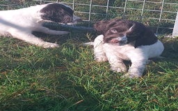 English Springer Spaniel dogs for sale: Gorgeous English springer spaniel pups - Image 5