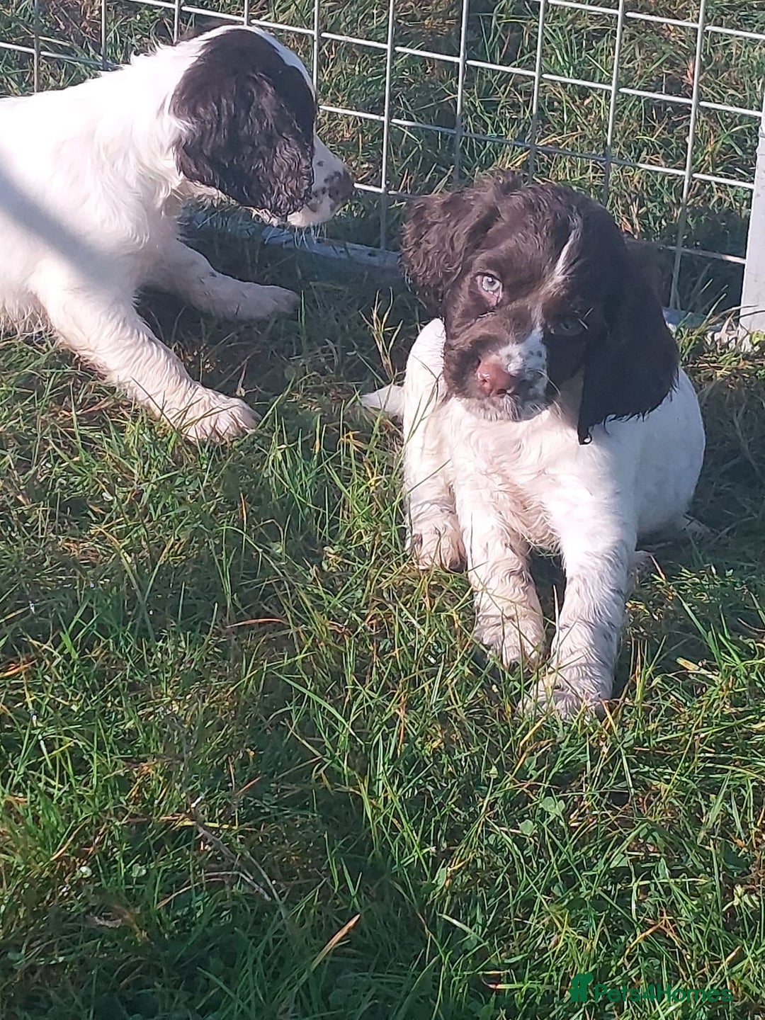 English Springer Spaniel dogs for sale: Gorgeous English springer spaniel pups - Image 5