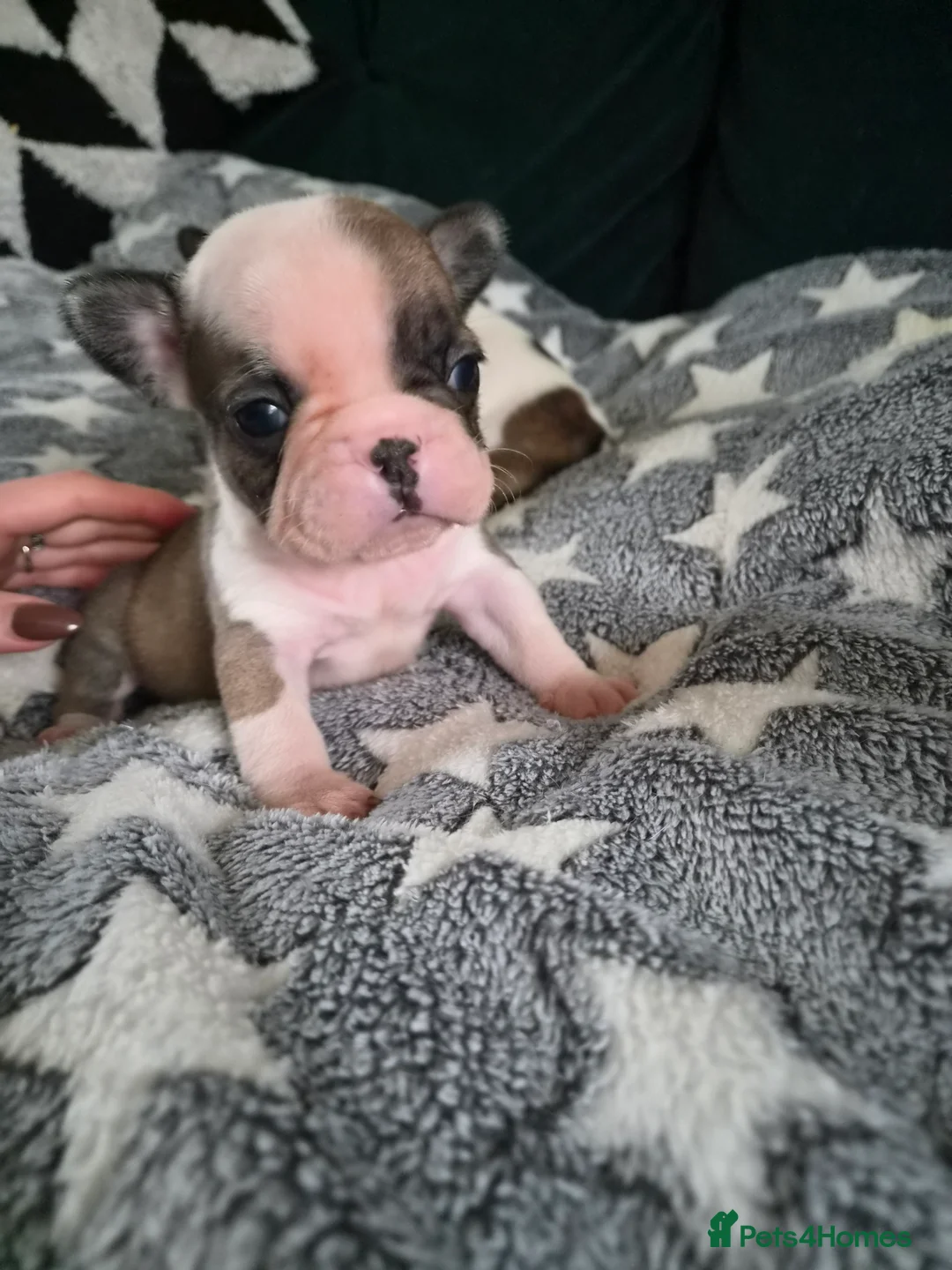 French Bulldog dogs for sale: Female French bulldog puppies  in Londonderry - Advert 2