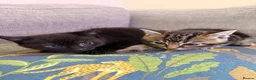 Mixed Breed cats for sale: 8 week old Mixed breed Kittens in Newtown - Advert 8