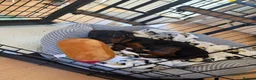 Miniature Dachshund dogs for sale: 10 Week Old Male Dachshund - Advert 5