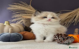 Ragdoll cats for sale: Stunning TICA Ragdolls  - Image 6