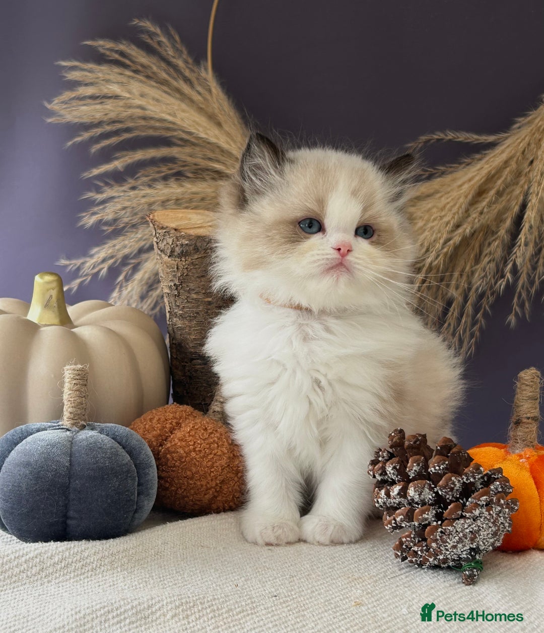 Ragdoll cats for sale: Stunning TICA Ragdolls  - Image 6