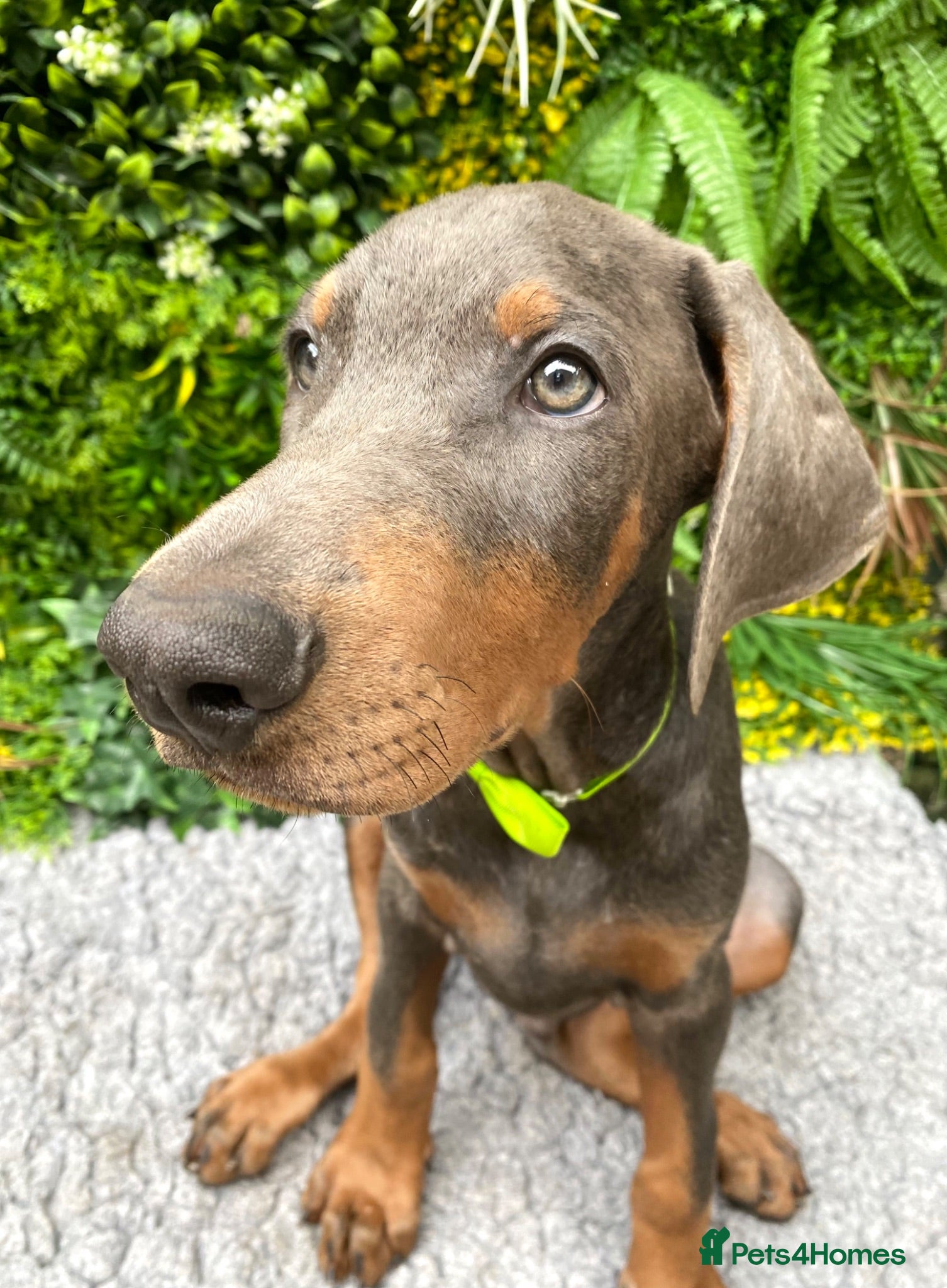 Dobermann dogs *KC REGISTERED* HEALTH TESTED DOBERMAN PUPPIES - Advert 2