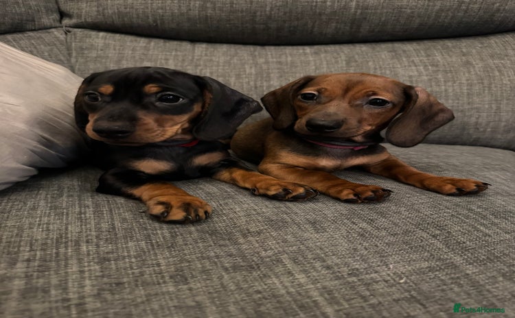 Miniature Dachshund dogs - Advert 16