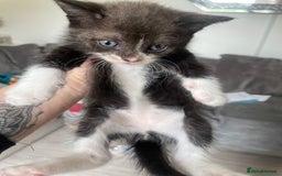 Mixed Breed cats for sale: Bengal cross - Image 6