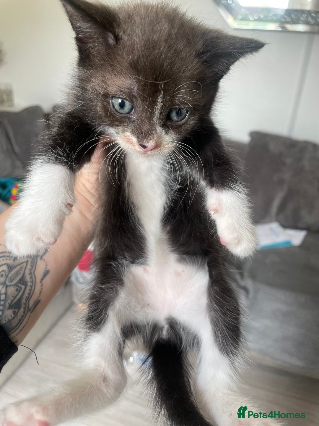 Mixed Breed cats for sale: Bengal cross - Image 6