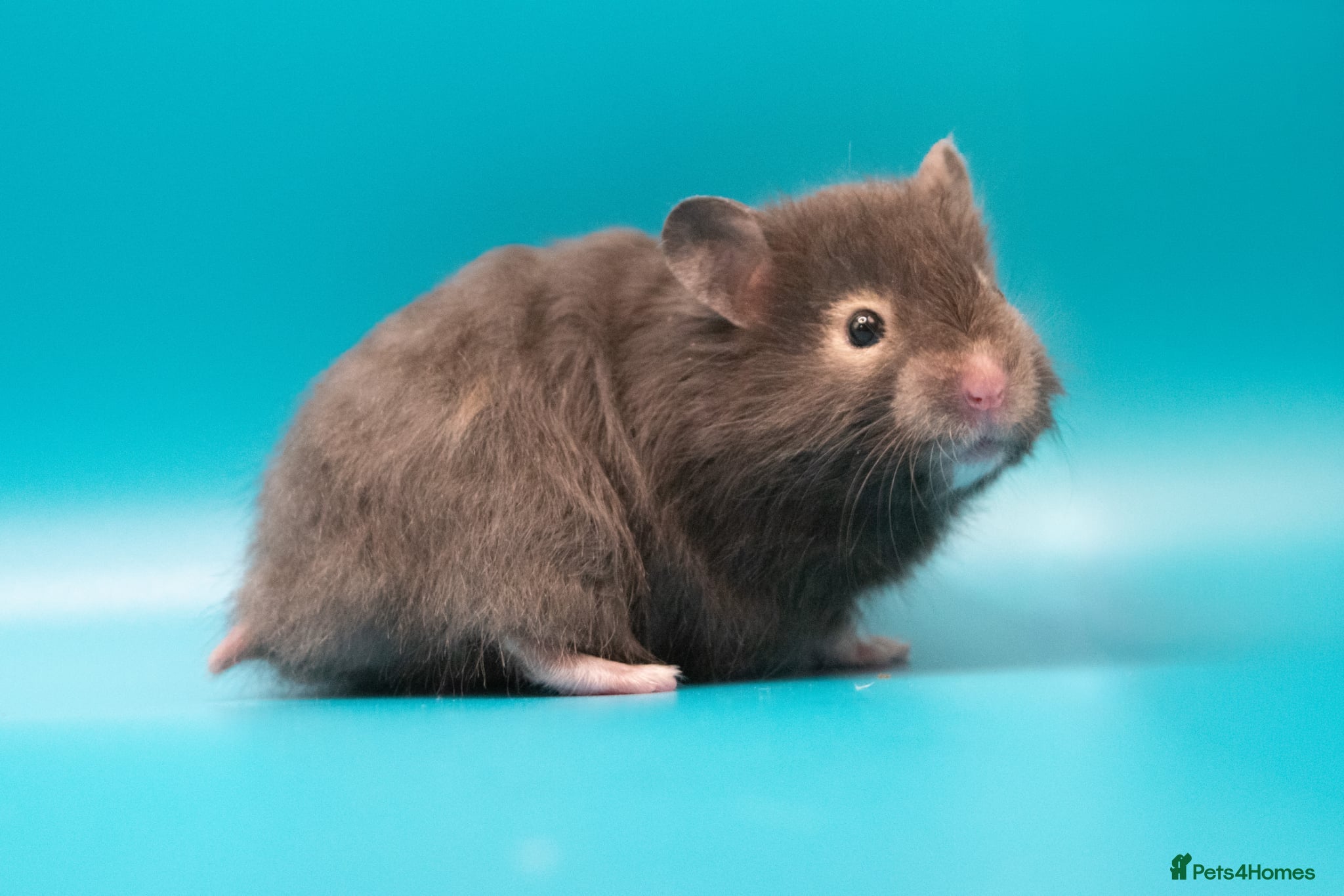 Hamster rodents for sale: Male Long Haired Pedigree Syrian Hamster Pups  - Advert 7