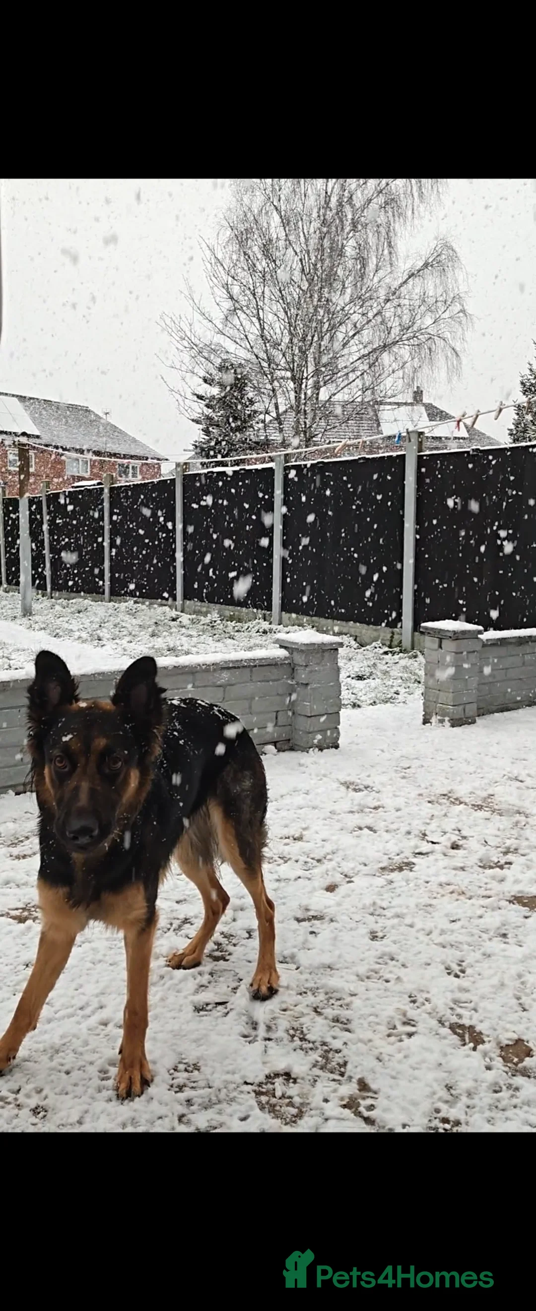 German Shepherd dogs for sale: German Shepherd female - Advert 1