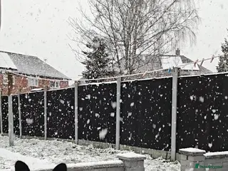 German Shepherd dogs German Shepherd female - Advert 3