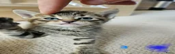 Mixed Breed cats for sale: Mixed Bengal bread - Advert 6