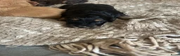 Cockapoo dogs for sale: Beautiful F1 Cockapoo Puppies – Ready Soon  £1,200 - Advert 11