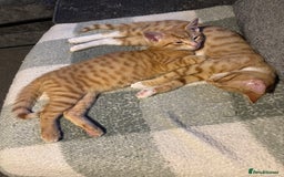 British Shorthair cats for sale: 2 kittens ginger bengal mixed  - Image 6