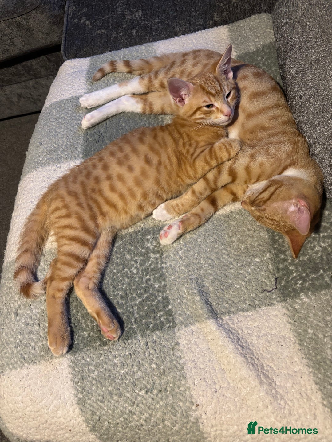 British Shorthair cats for sale: 2 kittens ginger bengal mixed  - Image 6