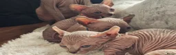 Sphynx cats for sale: 5 star kittens for 5 star homes - Advert 10