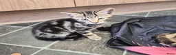 Domestic Shorthair cats for sale: Two male kittens ready to go in Lancaster - Advert 5