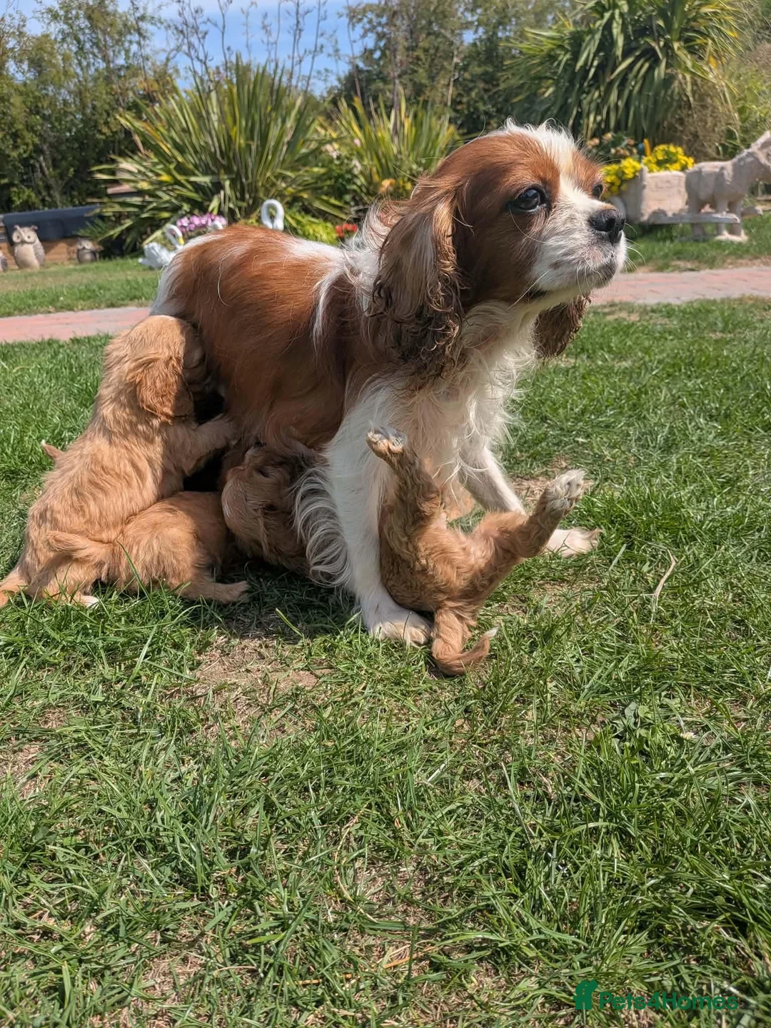 Cavapoo dogs for sale: 2 beautiful boy cavapoos in Dereham - Advert 1