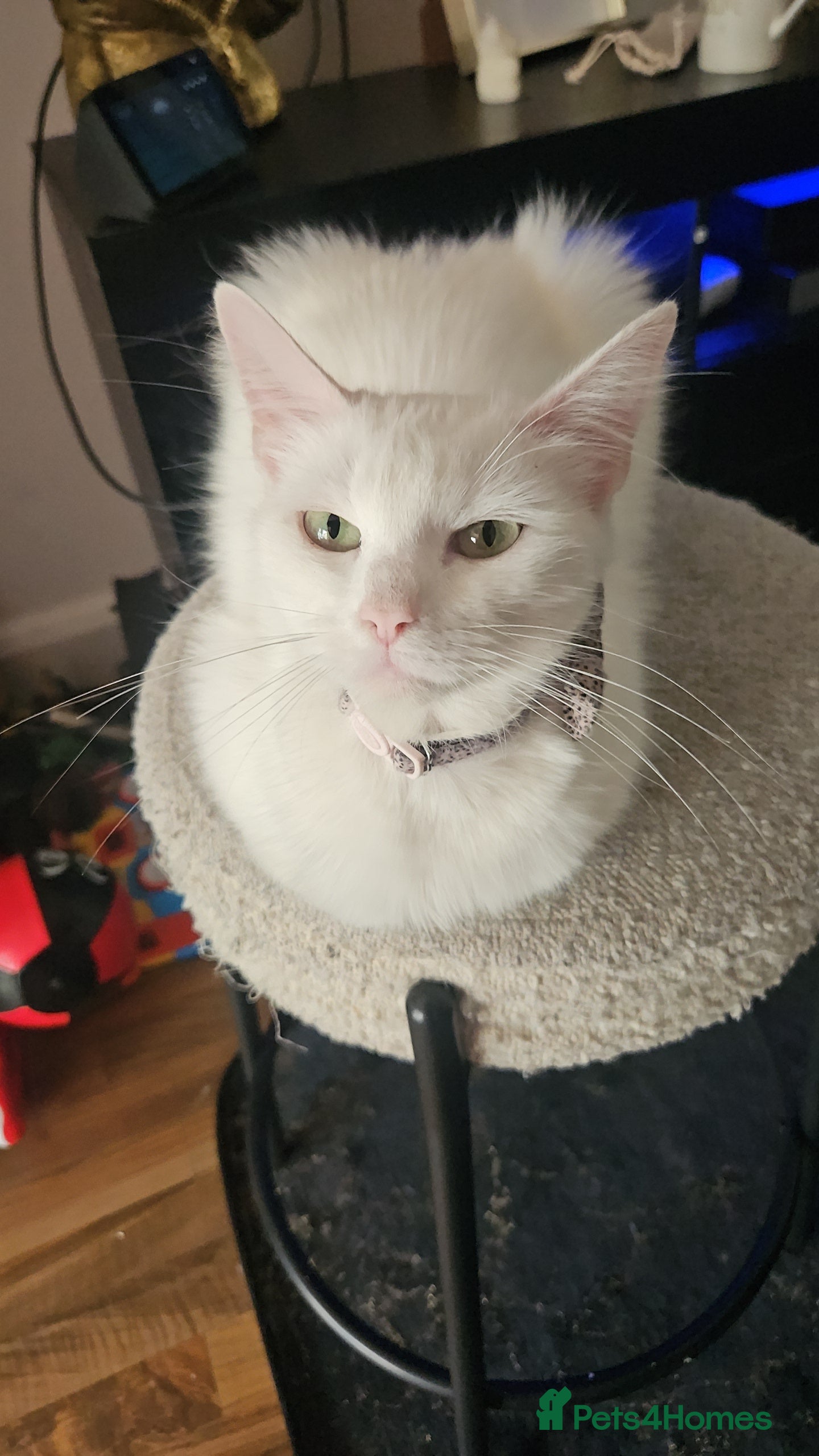 Mixed Breed cats for sale: White kittens ready to go in Southall - Advert 2