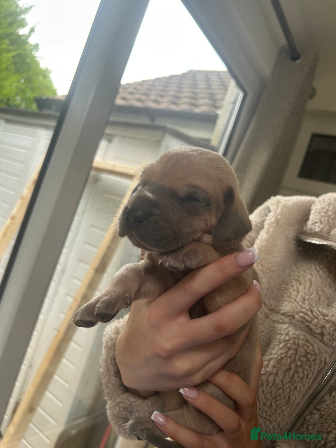 Great Dane dogs for sale: Champion Great Dane puppies for sale - Image 4
