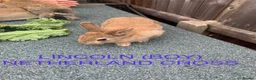 Netherland Dwarf rabbits for sale: Netherland Dwarf / Cross Baby Rabbits  - Advert 12
