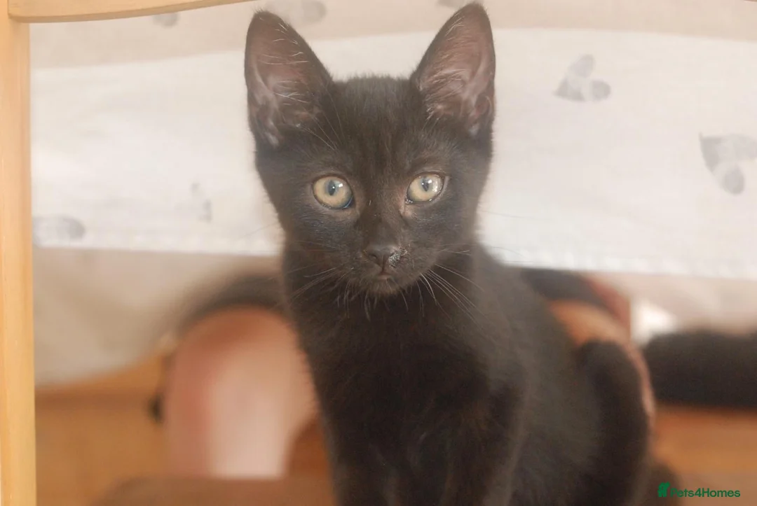 Domestic Shorthair cats for sale: Rescue kittens. Fully vaccinated and microchipped - Advert 2