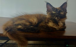 Maine Coon cats for sale: MAINE COON KITTENS READY NOW ❤️❤️ TICA REGISTERED - Image 15