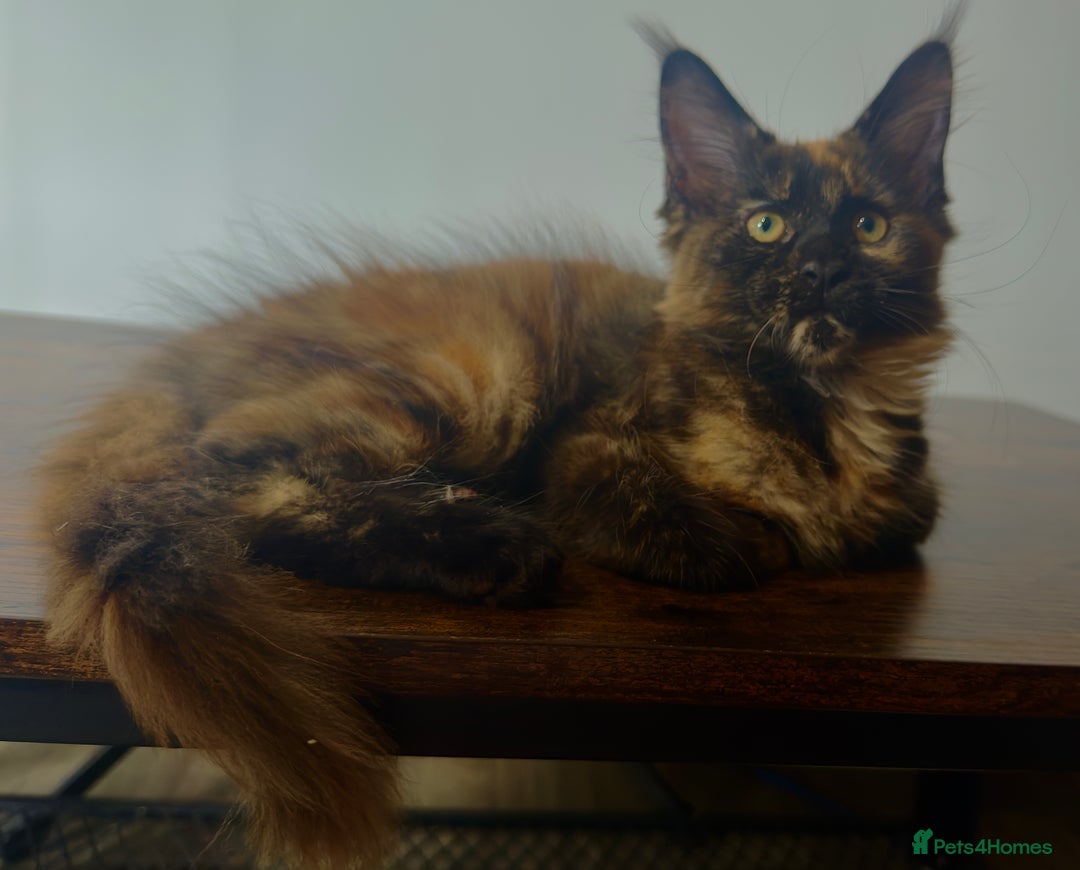Maine Coon cats for sale: MAINE COON KITTENS READY NOW ❤️❤️ TICA REGISTERED - Image 15