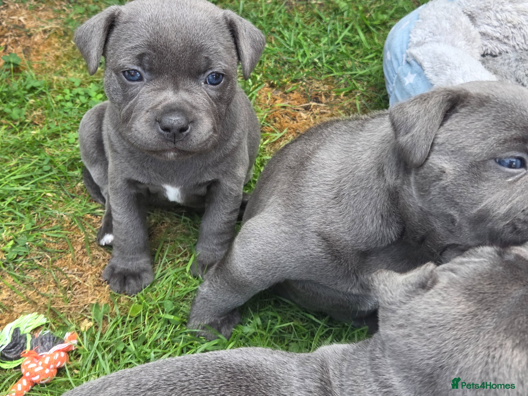 Staffordshire Bull Terrier dogs Top Quality KC Registered Staffy Puppies - Advert 12