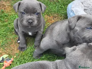Staffordshire Bull Terrier dogs Top Quality KC Registered Staffy Puppies - Advert 12