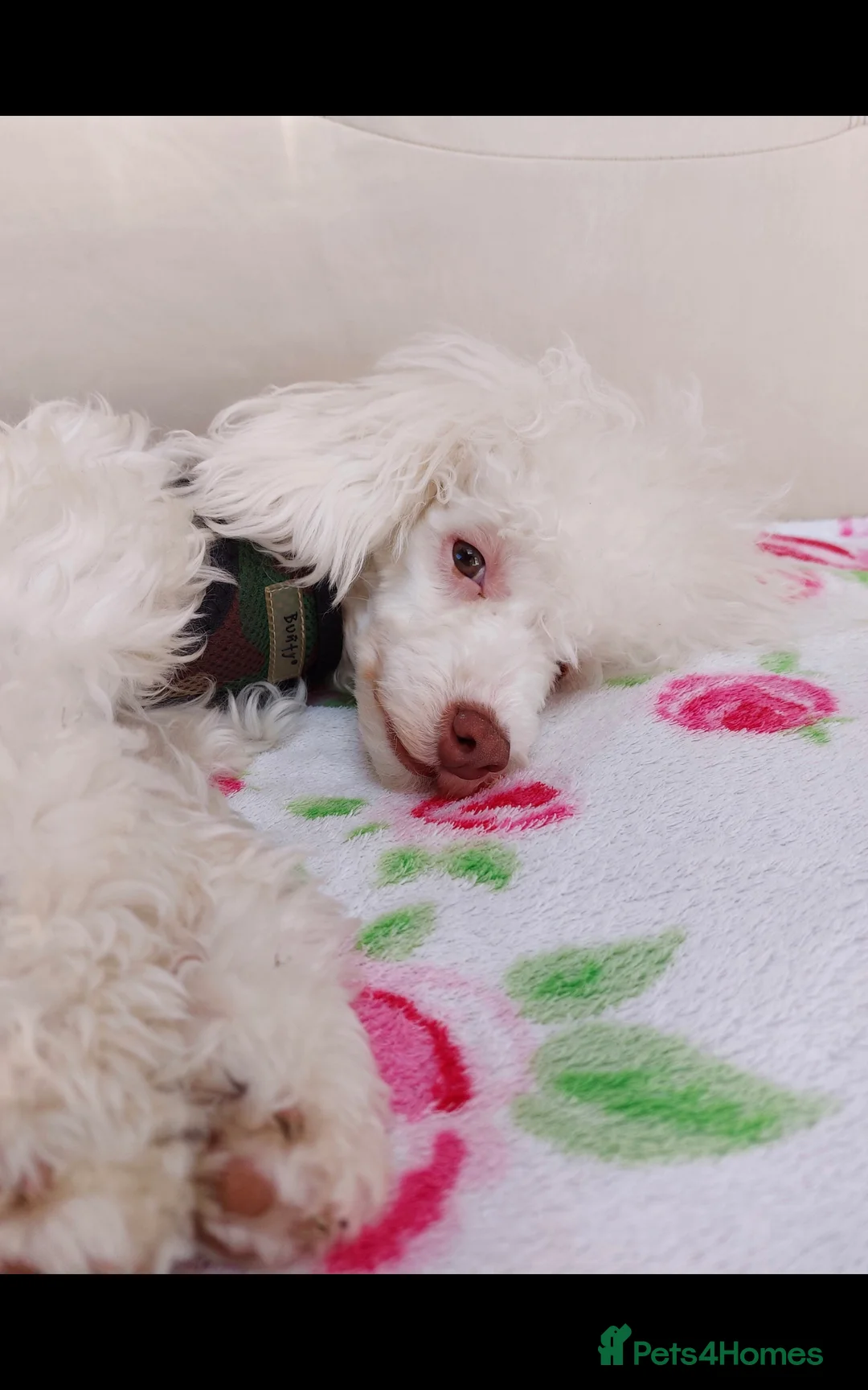 Toy Poodle dogs for sale: Toy poodle girl 3 years old  - Advert 11