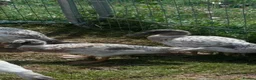 Ducks poultry for sale: SEXED ABACOT RANGER & EAST INDIAN DUCKS  - Advert 2