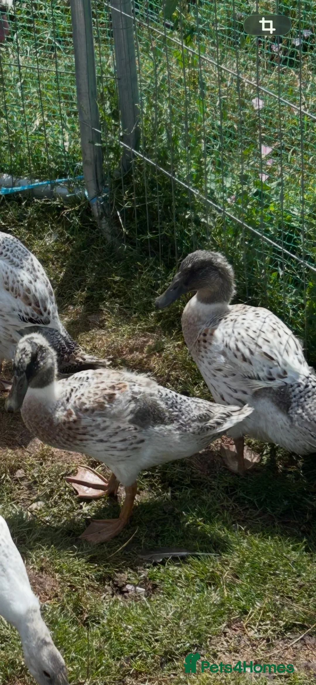Ducks poultry for sale: SEXED ABACOT RANGER & EAST INDIAN DUCKS  - Advert 2