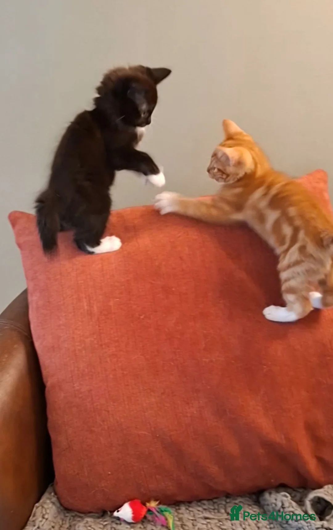 Mixed Breed cats for sale: Beautiful mixed kittens - Advert 1