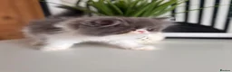 Exotic cats for sale: Exotic Persians  - Advert 20