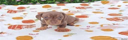 Miniature Dachshund dogs for sale: MINI DAXI KC REG PRA CLEAR - Advert 4
