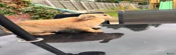 English Lop rabbits for sale: Female Rabbit - Advert 3